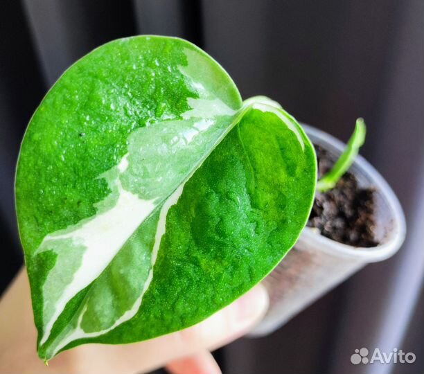 Сциндапсусы эпипремнумы разные