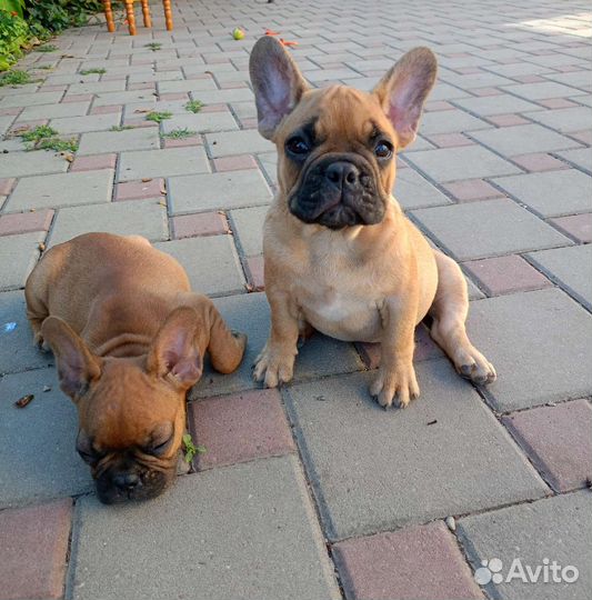 Два карапуза