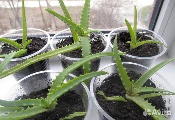 Отростки алое