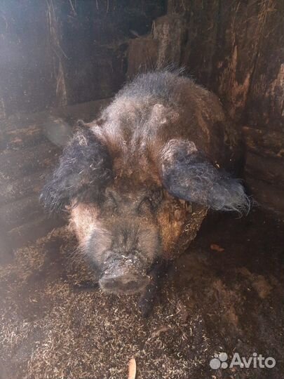 Хряк мангал