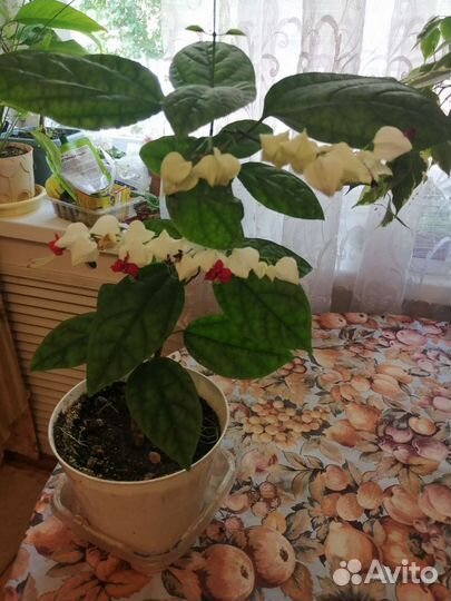 Спатифиллум, клеродендроум, стапелии, фиалки