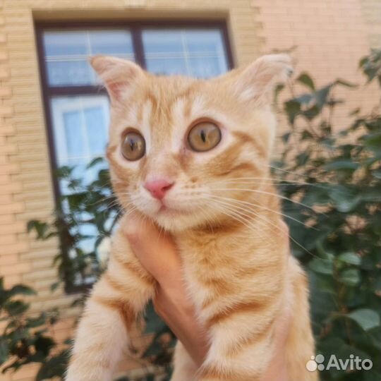 Кот в дар