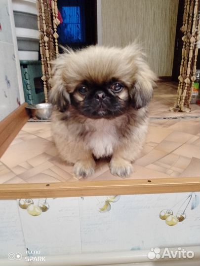 Щенки пекинеса