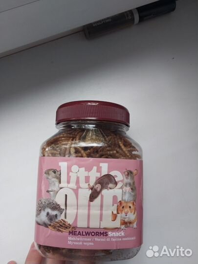 Мучной червь