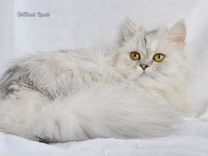 Персидская кошка серебристая шиншилла
