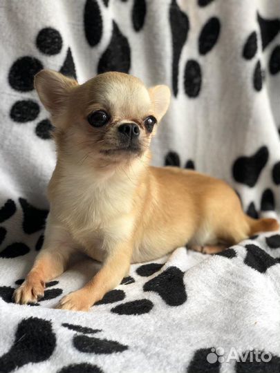 Чихуахуа девочка