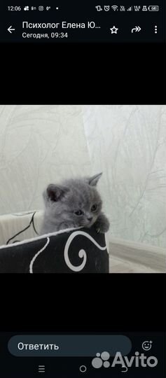 Британские котята