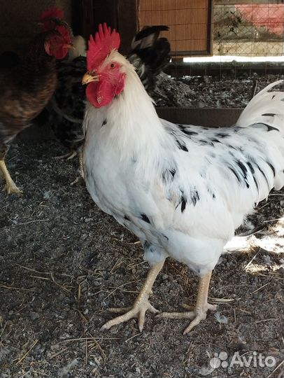 Петухи породистые