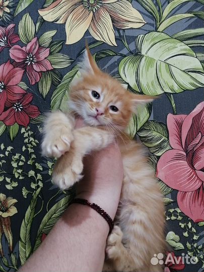 Мейн-кун котёнок