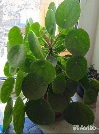 Домашний цветок