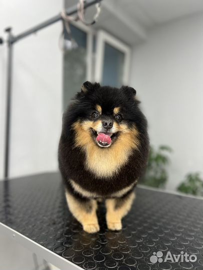 Стрижка собак и кошек Нововятск