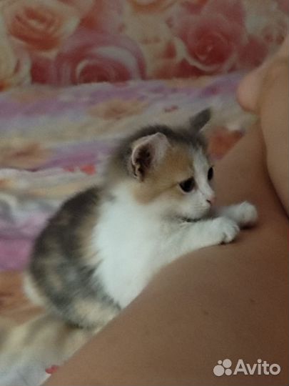 Котенок в добрые руки