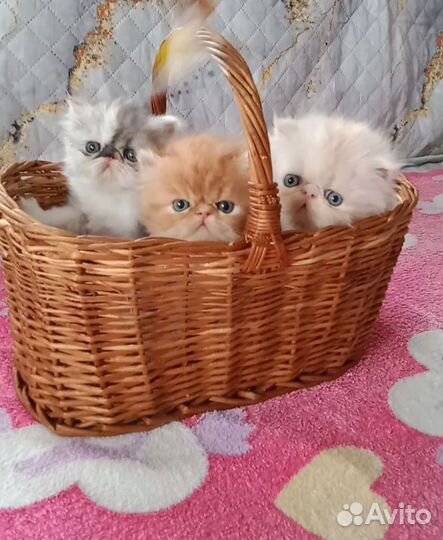 Персидские котята