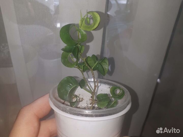 Фикус барок