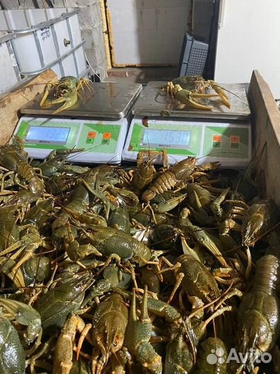 Раки Живые на Безымянке