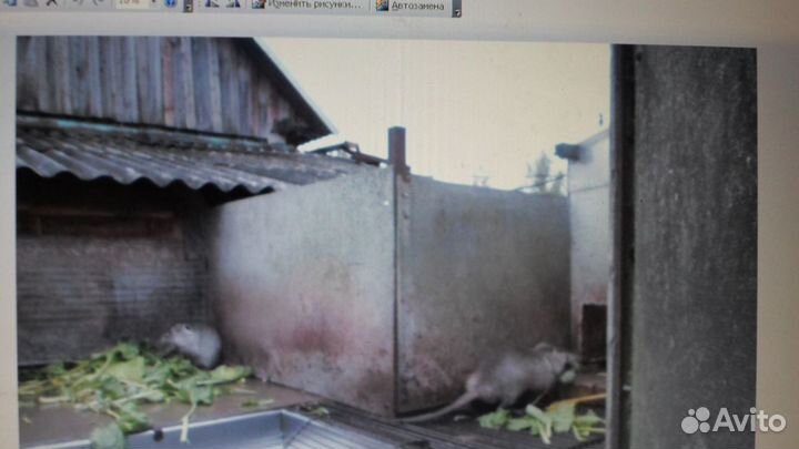 Жир (Сало ) нутрии