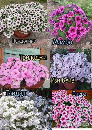 Рассада петунии тайдал,опера
