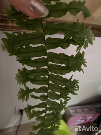 Папоротник Marmaid tail