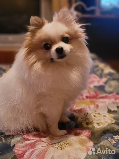 Щенки шпица