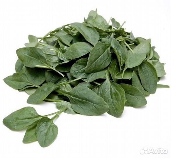 Семена Шпината 