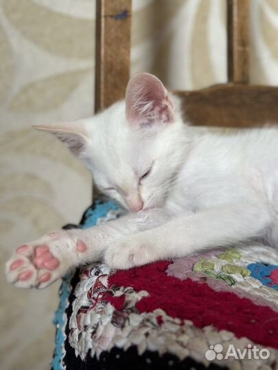 Кошка