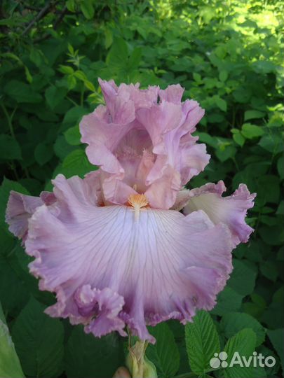 Высокие бородатые ирисы