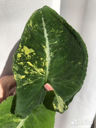 Сингониум яичница