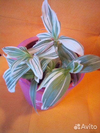 Традесканция