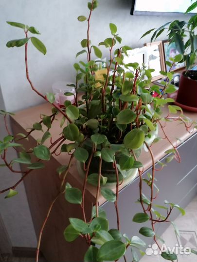 Мюленбекия