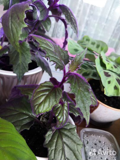 Гинура-синяя птица