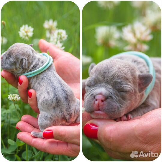 Французский бульдог щенки голубой и мерле