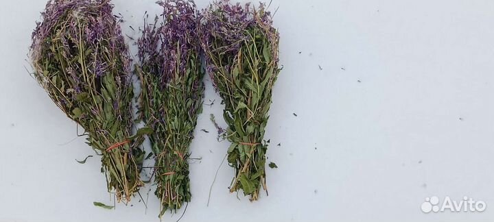 Иван чай обыкновенный (кипрей)