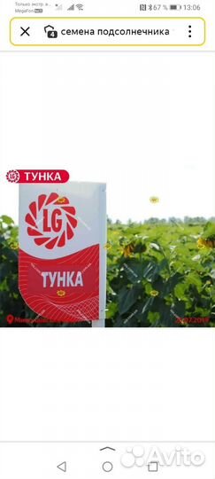 Семена подсолнечника