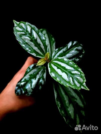 Пилея кадье