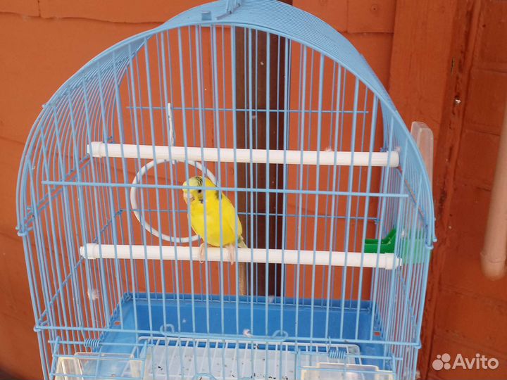 Волнистый попугай с клеткой