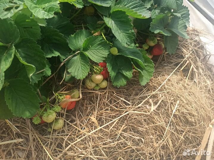 Клубника свежая ягода