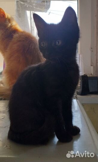 Котята в добрые руки даром