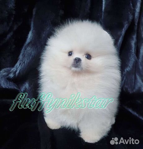 Щенки померанского и малого шпица