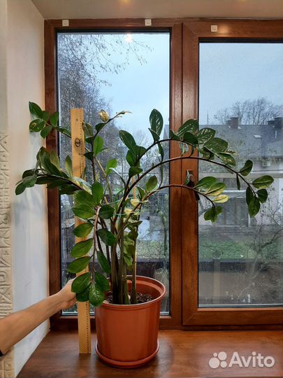 Замиокулькас