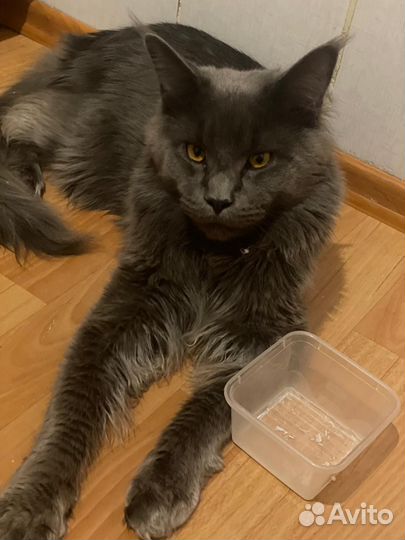 Майн кун котята