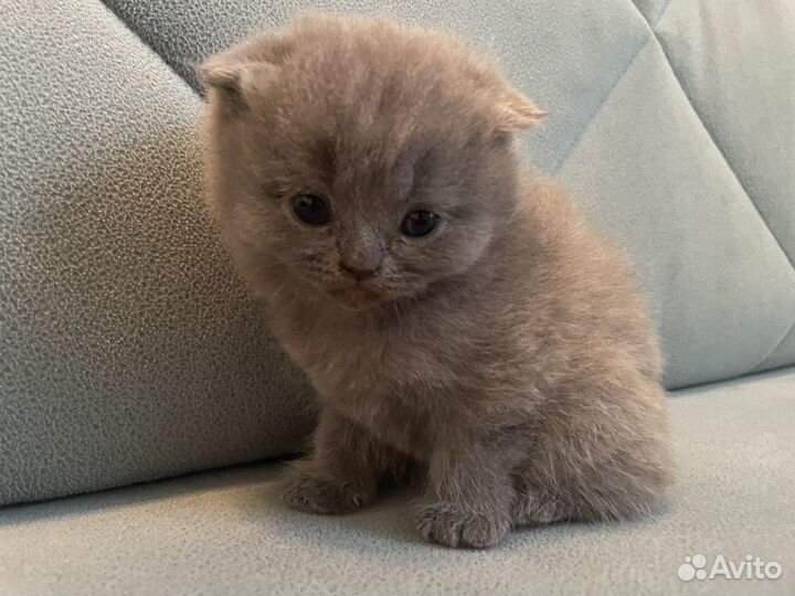 Британские котята