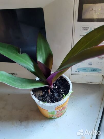 Комнатные растения