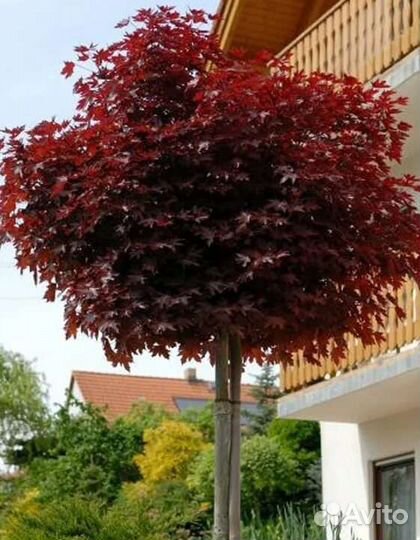 Клен на штамбе пурпл глоб, брилиантисимум и др