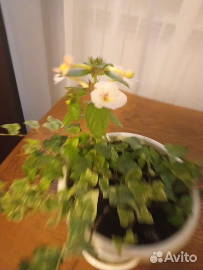 Плющ вариегатный и ахименес