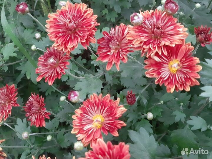 Хризантема 