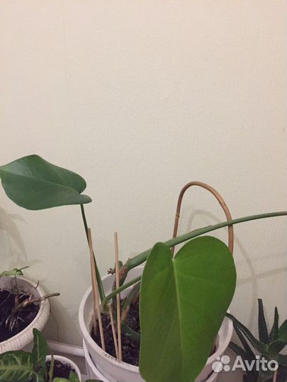 Роза,монстера,сингониумы много в горшках