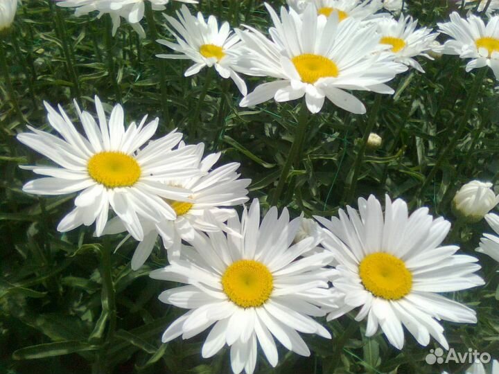 Ромашка садовая крупноцвет. Многолетнее растение