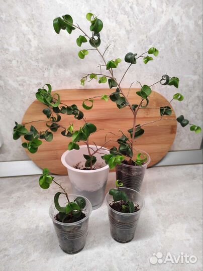 Фикус бенджамина