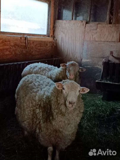 Бараны производители