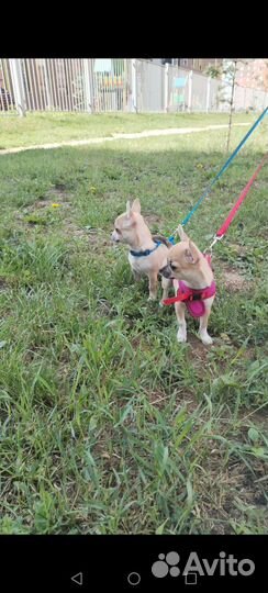 Щенки чихуахуа мини девочка и мальчик